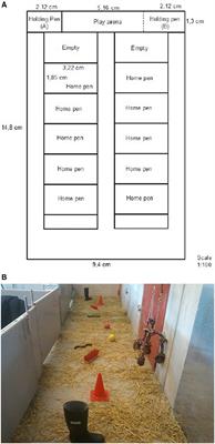 Investigating the Reward Cycle of Play in Pigs (Sus scrofa)